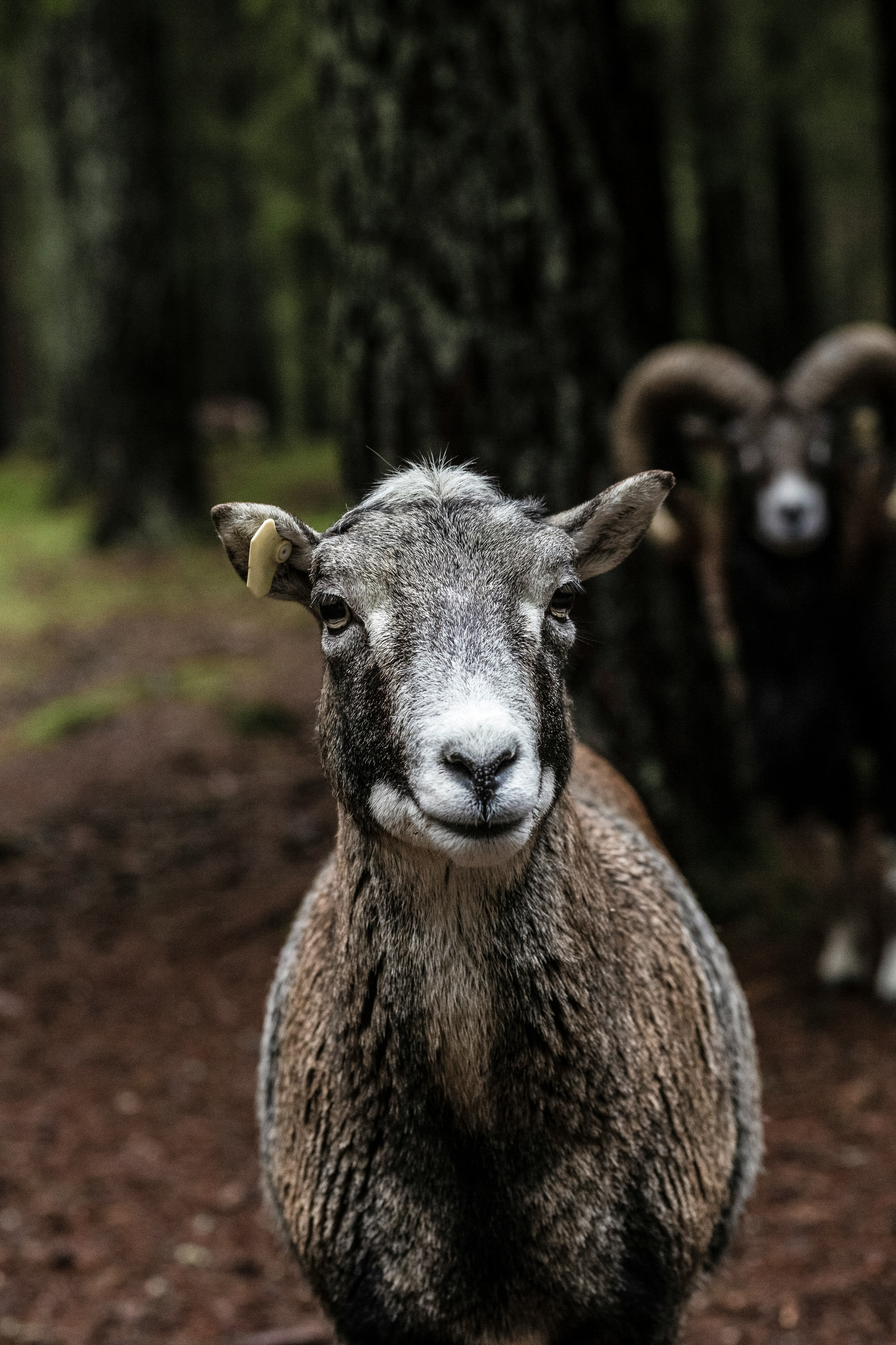 two brown sheeps near trees